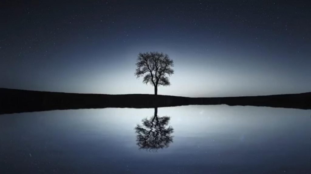 A single tree symbolizes the loneliness